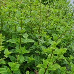 Marokkansk Mynte - Mentha spicata Moroccan