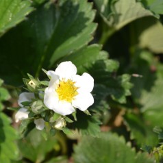 Skovjordbær Alpine Yellow - Fragaria vesca Alpine Yellow