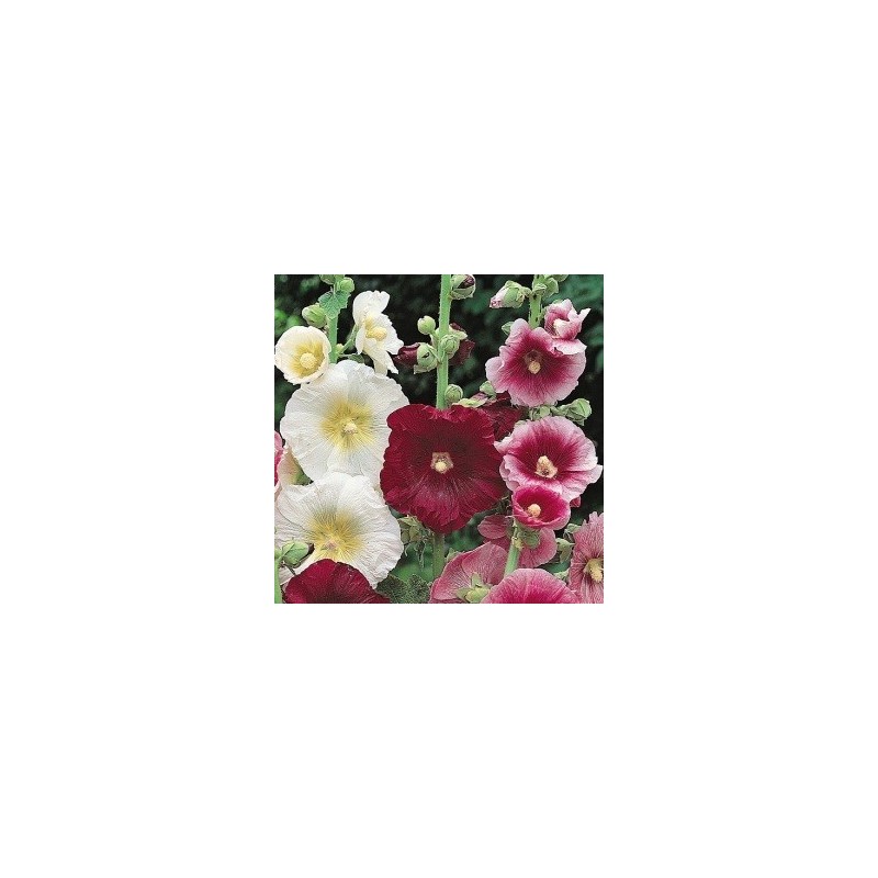 Alcea ficifolia / Stokroser blandet Alcea ficifolia / Stokroser blandet