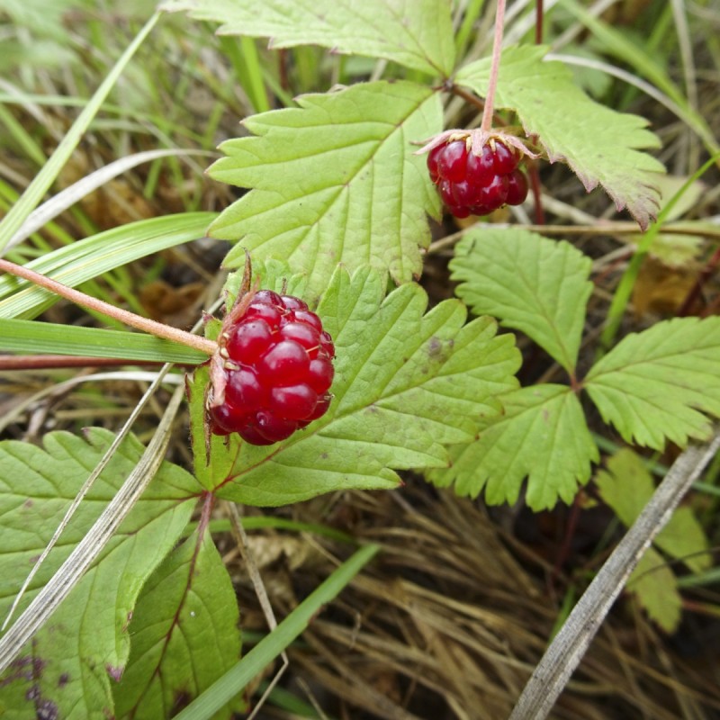 Allåkerbær Anna - Rubus x stellarcticus Anna