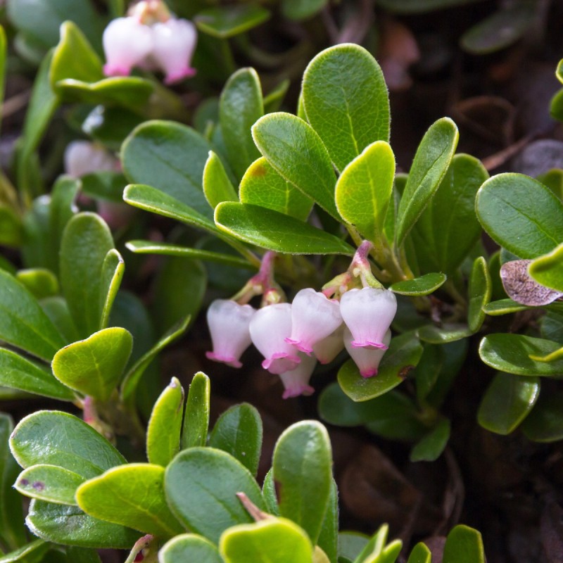 Melbærris - Arctostaphylos uva-ursi