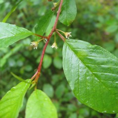 Tørst 60-80 cm. - Bundt med 10 stk. barrodsplanter - Rhamnus frangula