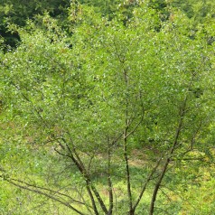 Tørst, Rhamnus frangula