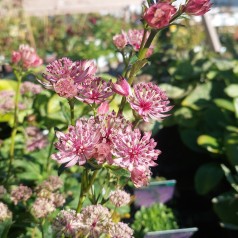 Stjerneskærm Sparkling Stars Pink - Astrantia major Sparkling Star Pink