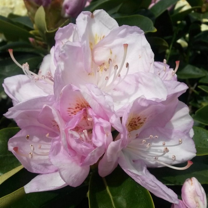 Rhododendron hybrid Gomer Waterer 30-50 cm.