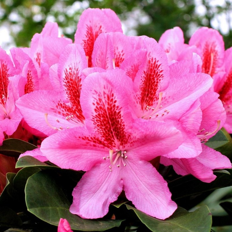 Rhododendron hybrid Furnivalls Daughter 30-50 cm.