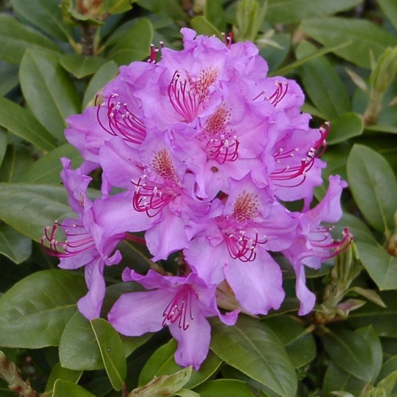 Rhododendron hybrid Pink Purple Dream 30-50 cm.