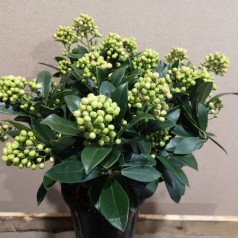 Skimmia japonica Pabella - p21 20+klaser