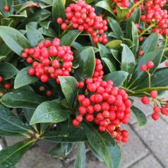 Skimmia japonica Pabella - p21 20+klaser