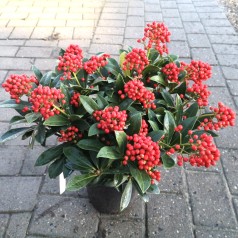 Skimmia japonica Pabella - p21 20+klaser