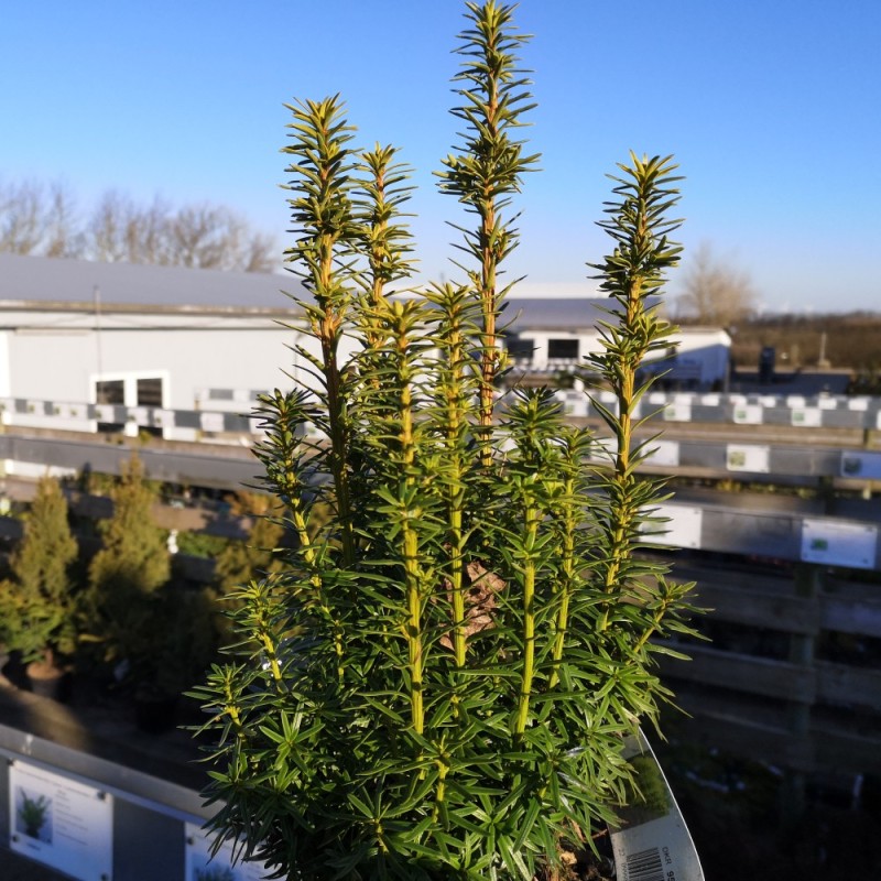 Søjletaks David 30-40 cm. - Taxus baccata David