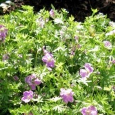 Geranium sanguineum Canon Miles / Storkenæb