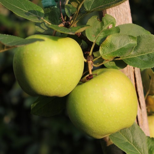 Cider Æbletræ Bulmers Norman - Malus domestica Bulmers Norman