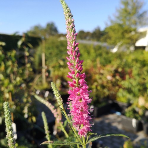 Aks-Ærenpris Anniversary Rose - Veronica spicata Anniversary Rose