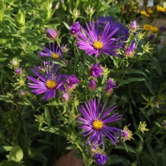 Amellusasters Veilchenkönigin - Aster amellus Veilchenkönigin