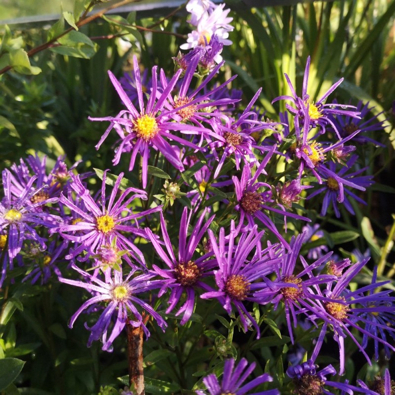 Amellusasters Veilchenkönigin - Aster amellus Veilchenkönigin