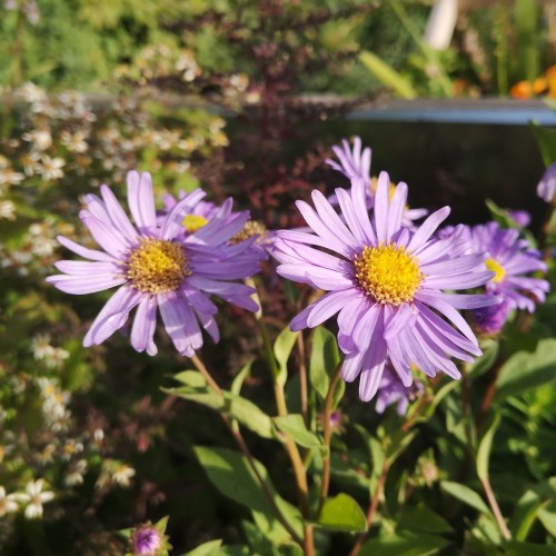 Asters Jungfrau - Aster frikartii Jungfrau