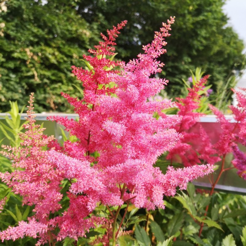 Astilbe Anita Pfeifer - Astilbe arendsii Anita Pfeifer