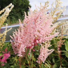 Astilbe Erika - Astilbe arendsii Erika