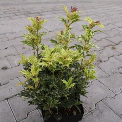 Djævletræ Goshiki 20-30 cm. - Osmanthus heterophyllus Goshiki