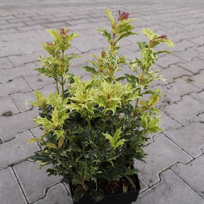 Dj vletr Goshiki 20 30 Cm Osmanthus Heterophyllus Goshiki