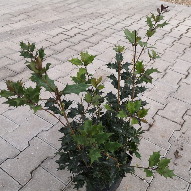 Djævletræ Purpureus 20-40 cm. - Osmanthus heterophyllus Purpureus