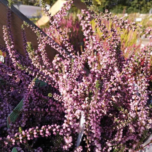 Efterårslyng - Calluna vulgaris Annemarie