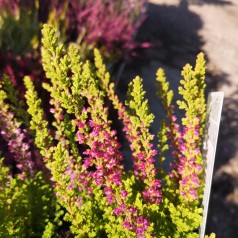 Efterårslyng Firefly - Calluna vulgaris Firefly