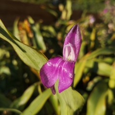 Falsk Orkide India - Roscoea auriculata India