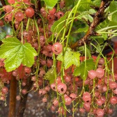 Ribs Champagne Zitavia 30-60 cm. - Ribes rubrum Zitavia