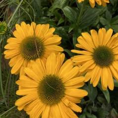 Purpursolhat SunSeekers Mellow - Echinacea purpurea SunSeekers Mellow