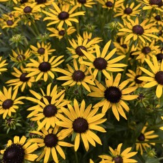 Solhat Little Gold Star - Rudbeckia hybrid Little Gold Star