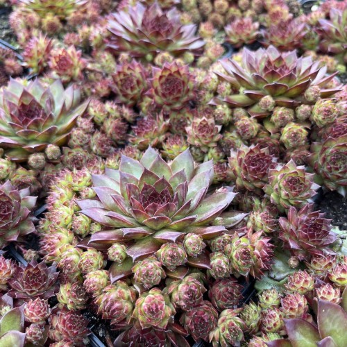 Husløg Bronco - Sempervivum hybrid Bronco