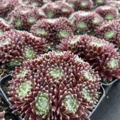 Husløg Sprite - Sempervivum hybrid Sprite