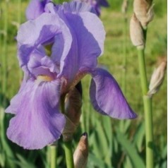 Iris germanica Blue Rhythm / Iris