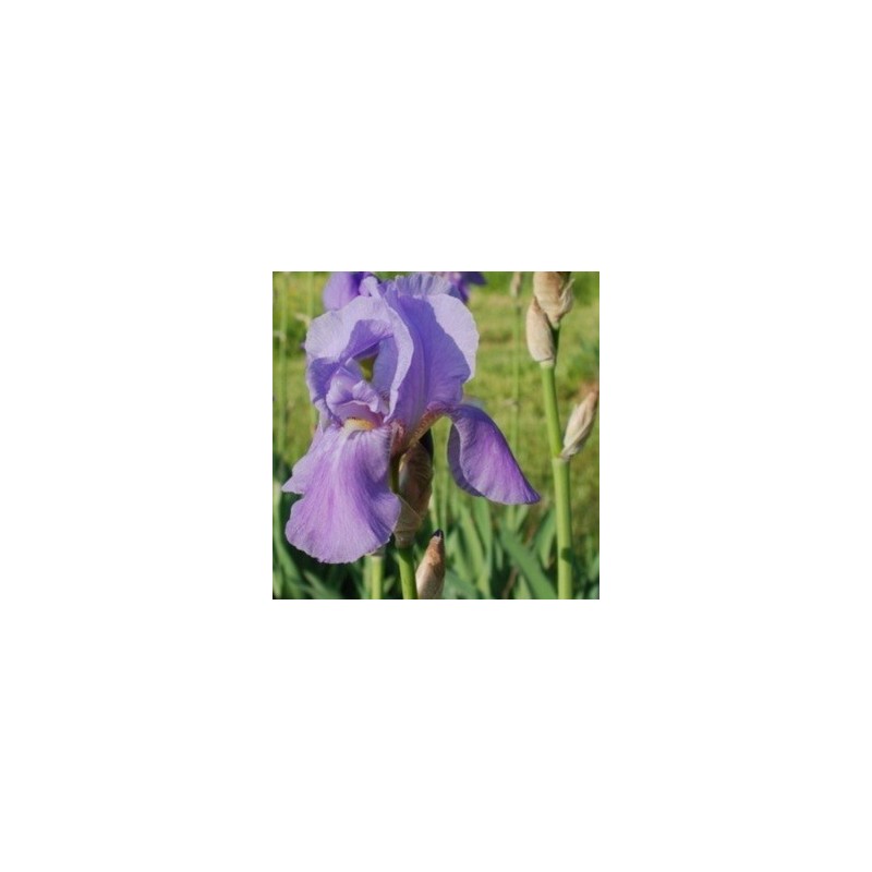 Iris germanica Blue Rhythm / Iris