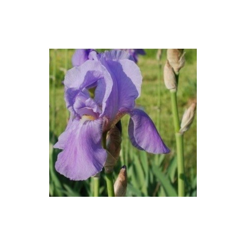 Iris germanica Blue Rhythm / Iris