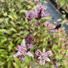 Tudselilje Purple Beauty - Tricyrtis formosana Purple Beauty