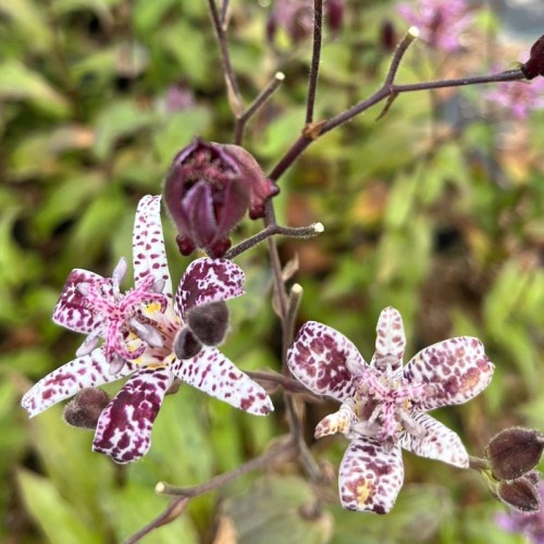 Tudselilje Purple Beauty - Tricyrtis formosana Purple Beauty