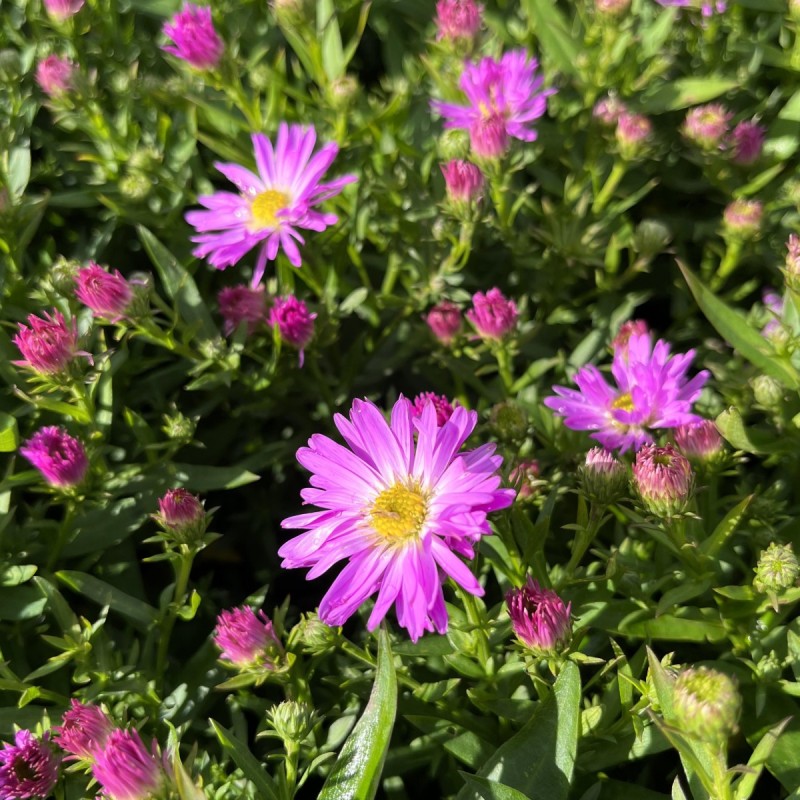 Pudeasters Herbstgruss von Bresserhof - Aster dumosus Herbstgruss von Bresserhof