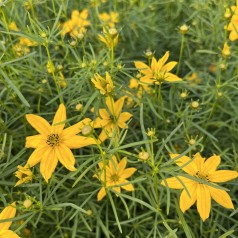 Kransskønhedsøje Grandiflora - Coreopsis verticillata Grandiflora