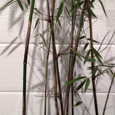 Bambus Jiuzhaigou 60-100 cm. - Fargesia nitida Jiuzhaigou 1