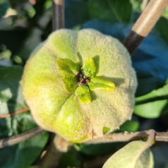 Æblekvæde - Cydonia oblonga Konstantinopel