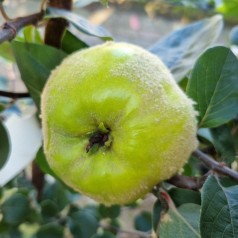 Æblekvæde - Cydonia oblonga Lescovac