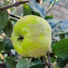 Æblekvæde - Cydonia oblonga Lescovac