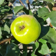 Æblekvæde - Cydonia oblonga Ronda