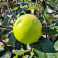 Æblekvæde - Cydonia oblonga Ronda