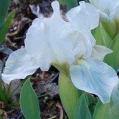 Iris pumila Lilli White / Iris