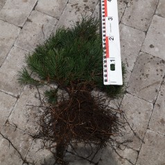 Dværgfyr Pomilio 10-20 cm. - Bundt med 10 stk. barrodsplanter - Pinus mugo Pomilio