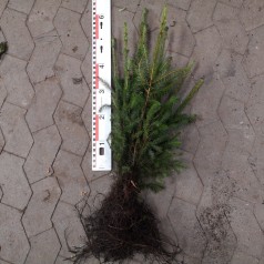 Sitkagran 30-60 cm. - Bundt med 10 stk. barrodsplanter - Picea sitchensis